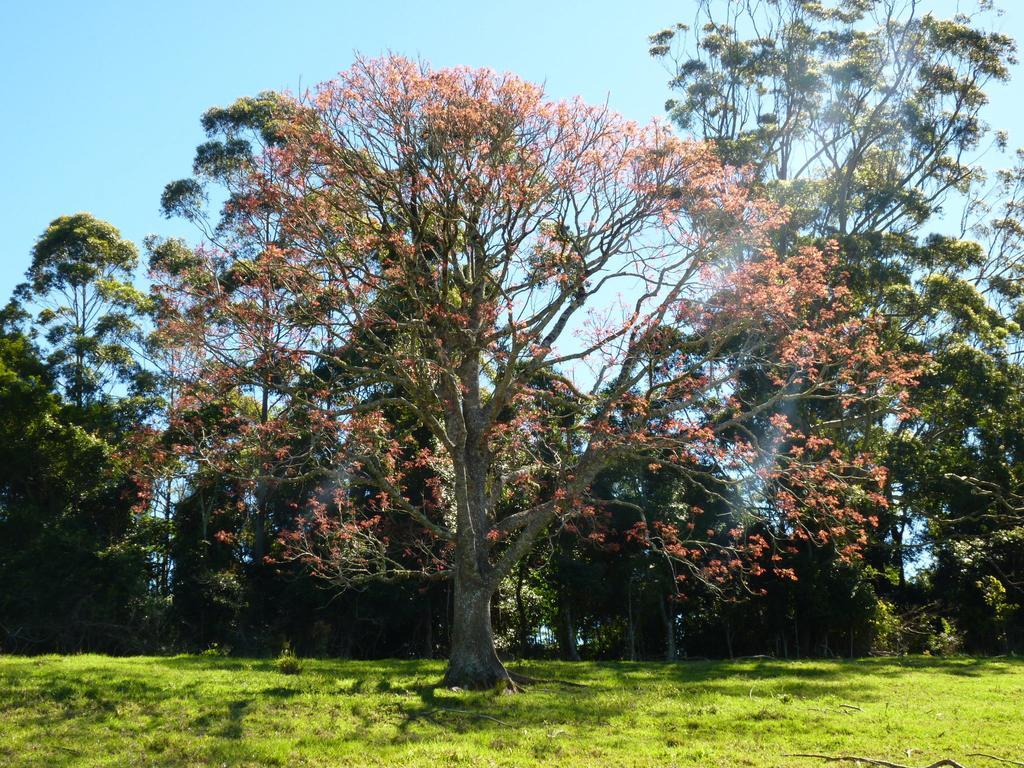 Bellthorpe Stays Maleny Buitenkant foto