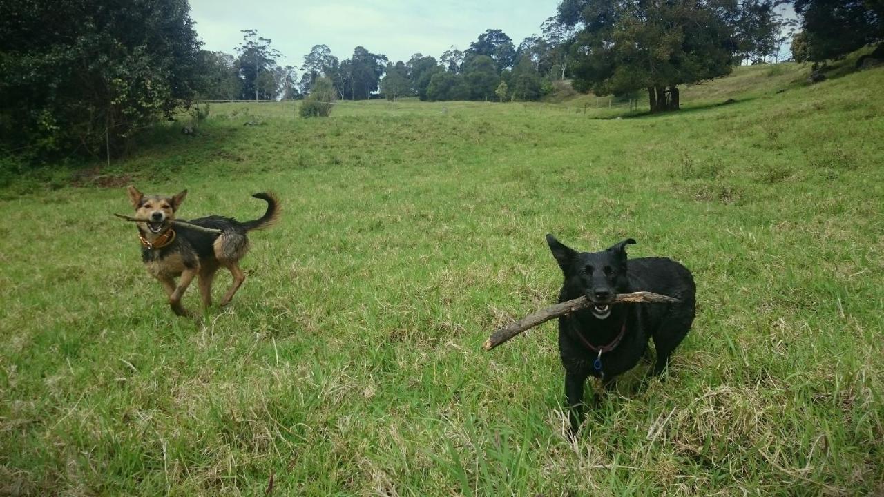 Bellthorpe Stays Maleny Buitenkant foto
