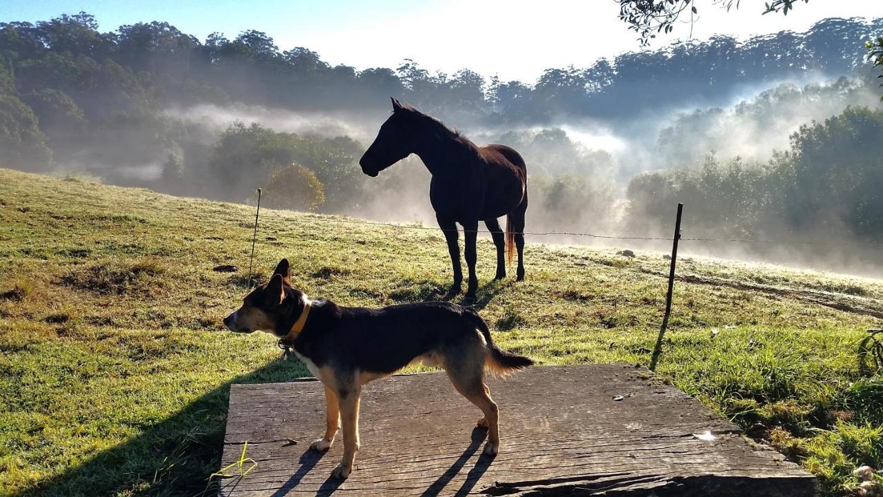 Bellthorpe Stays Maleny Buitenkant foto