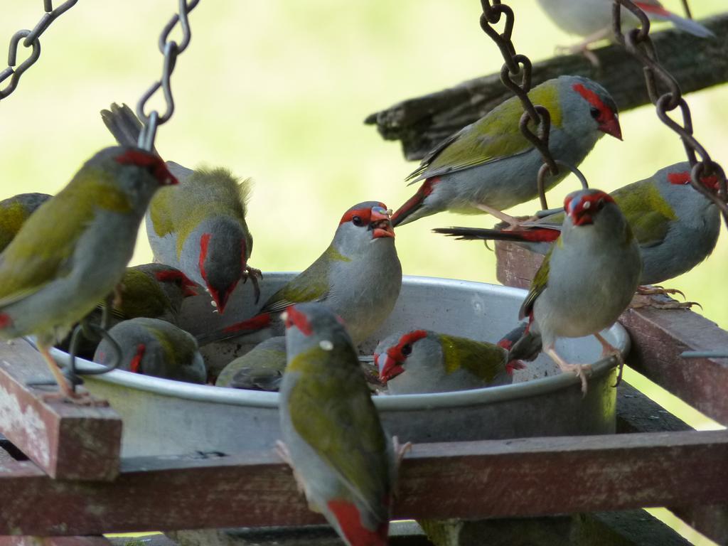 Bellthorpe Stays Maleny Buitenkant foto
