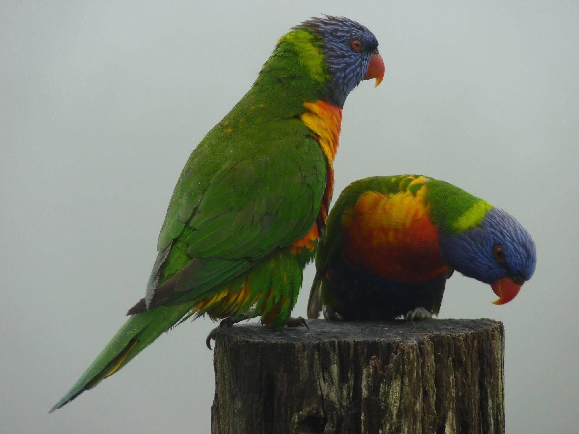 Bellthorpe Stays Maleny Buitenkant foto