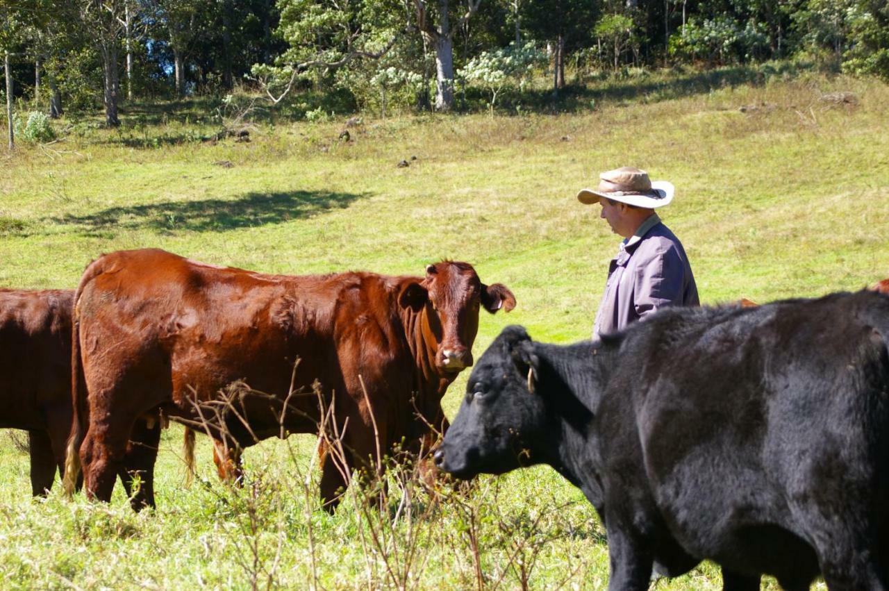 Bellthorpe Stays Maleny Buitenkant foto